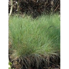 Festuca glauca - Blauschwingel, 6 Pflanzen im 5/6 cm Topf