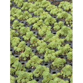 Sedum pachyclados, 100 Pflanzen im 5/4 cm Topf