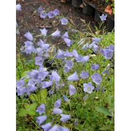 Campanula cochleariifolia Bavaria Blue - Zwerg-Glockenblume, 50 Pflanzen im 5/6 cm Topf
